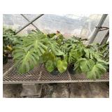 3 Monstera Deliciosa Plants