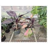 2 Philodendron Plant