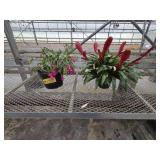 Christmas Cactus and Bromeliad