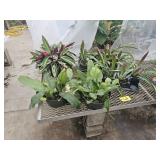 Orchard Cactus, Stromanthe, Cactus Epiphyllum