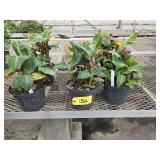 8 Tropicana Banana Plants