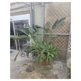 Queen of The Night Cactus and Ferns