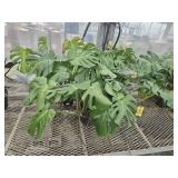 3 Monstera Deliciosa Plants