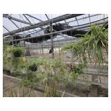 9 Hanging Spider Plants