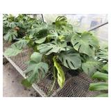 3 Monstera Deliciosa Plants