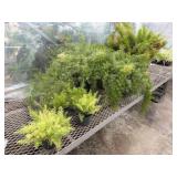 7 Cwebe Asparagus Fern