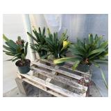 4 Clivia Plants in 10in Pots