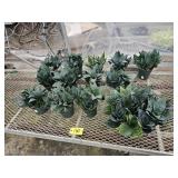 13 Dwarf Snake Plants