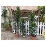 3 Dracaena Plants