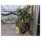 1 Large Dracaena Plant