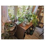 House Plants w/ Table & Plant Stand