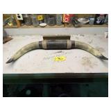 33in. Bull Horns