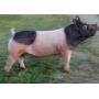 Chautauqua County 4-H Meat Animal Auction
