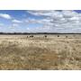 Tract #1 143.5 +/- Acres