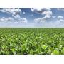 160 +/- Acres | Productive Farmland/Livestock Lan
