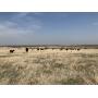 160 +/- Ac. | Grassland & Cropland | Garfield Co.