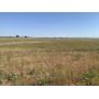 TRACT #1: 20 +/- Ac.