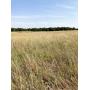 120 +/- Acres | Exc. Hunting Potential | Major Co.