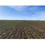 Farm #1: 160 +/- Acres, Major Co., OK