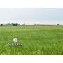 6/4 137 +/- Ac | Blktp Frontage | Productive Farm | Lahoma