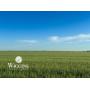 8/14 80 +/- Acres | Productive Cropland | Hillsdale Area, OK