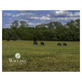 153 +/- Ac. | Productive Sm. Grain/Livestock Land