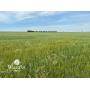 6/11 80 +/- Ac. of Productive Cropland, Blaine Co., OK