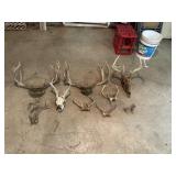Deer Mounts and Sheds
