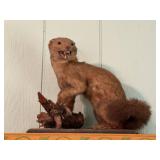 Mounted Mink Taxidermy