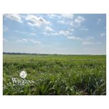 150 +/- Ac. | Productive Sm. Grain Land w/Creek