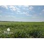 7/7 150 +/- Ac. 