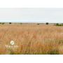 7/14 236 +/- Ac. 