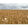 7/16 3 Garfield Co., OK Farms | 316 +/- Total Acres