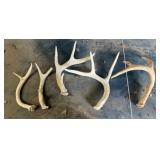 Deer Antlers