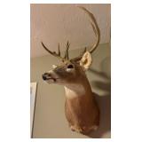 Shoulder Mount White-Tail Deer Taxidermy