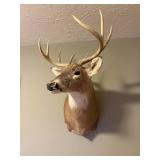 Shoulder Mount White-Tail Deer Taxidermy