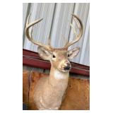 White-Tailed Deer Shoulder Mount Taxidermy