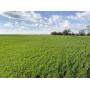 80 +/- Ac. | Productive Sm. Grain/Livestock Land