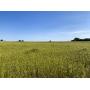 80 +/- Acres Outstanding Sm. Grain Farm