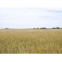 154 +/- Ac. | Highly Productive Major Co. Farmland