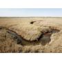 158 +/- Acs., Productive Sm. Grain/Livestock Land