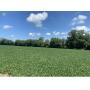 42 Acres Productive Cropland