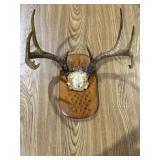 Antler Mount