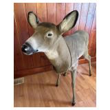 Full Size Deer Decoy