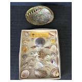 Pearlized Sea Shell 6.5in long x 5in wide