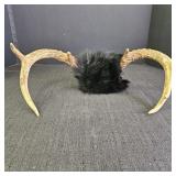 Antlers with black faux fur