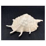 Spider conch seashell, approx 10 x 6 x 3in