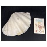Large seashell & Seashells of the World guide book