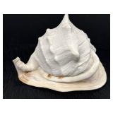 Conch shell, approx 10 x 8 x 7in