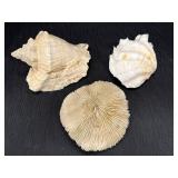Conch Shell, Fluted clamshell half, & Mushroom